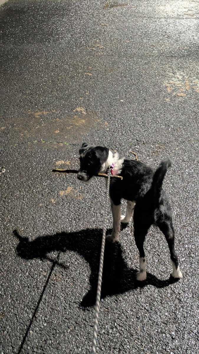 Buho ingenioso :3 tweet media