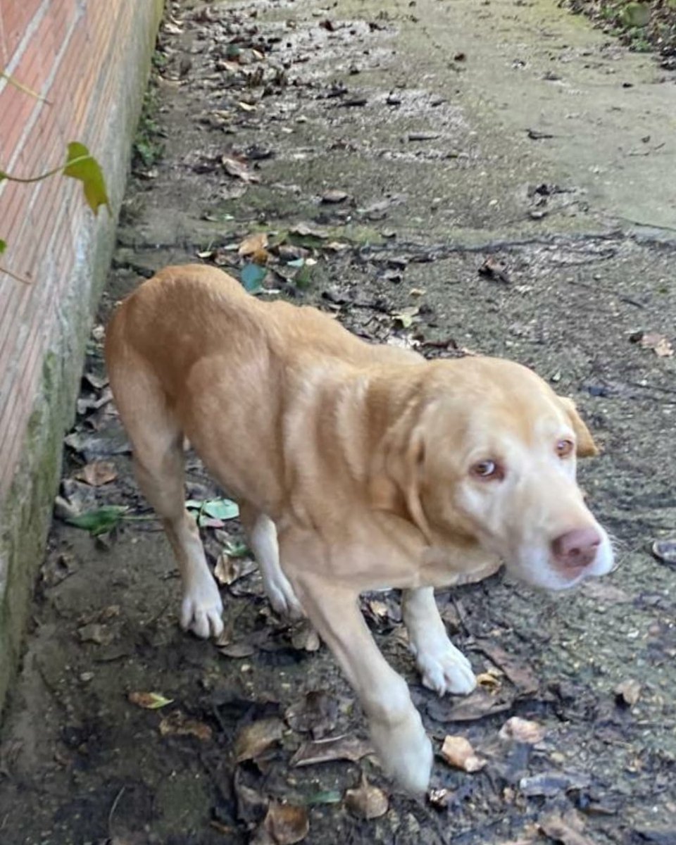#LEÓN
#TERRY es un perrete de 8 años que se ha quedado huérfano. Está sintiendo mucho la pérdida de su humano... Se encuentra tristísimo, y se niega a comer, por lo que está adelgazando mucho y muy rápido.

Es un peludo muy cariñoso que convive con otra perrita, BIMBA. 

¿Te
