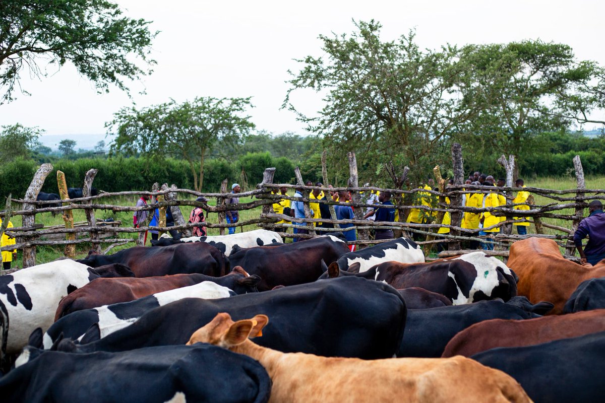 RwandaVets1's tweet photo. Earlier today,the Chairperson of the #RCVD concluded 2 days'training of 60 veterinary practitioners &amp; farmers  @NyagatareDistr

Key topics were tick borne disease control &amp; Animal feeds for production. It was co_organised by @AgrivetLtd &amp; supported by @CKLAfricaltd.@RwandaAgri https://t.co/HEA1nYh8ry