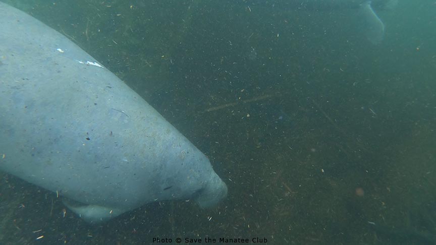 Save the Manatee tweet media