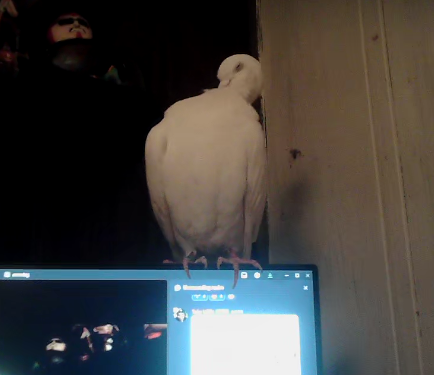 LongMaHanzo's tweet photo. what the fuck happened to my friends bird @v1xtz im crine https://t.co/WKZdLLgrja