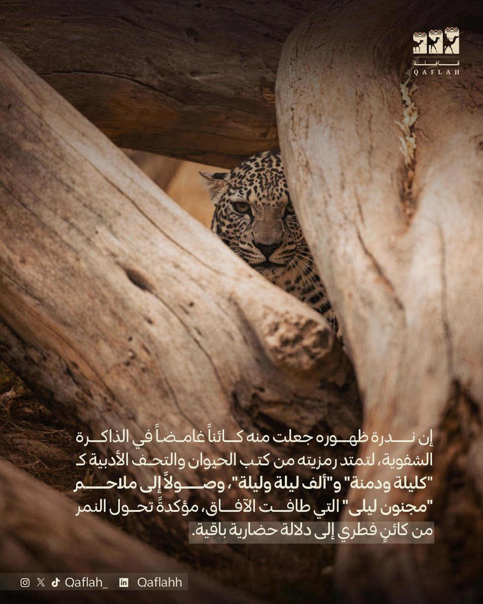النمر العربي في التراث الأدبي العربي🐆
#النمر #النمر_العربي #قافلة