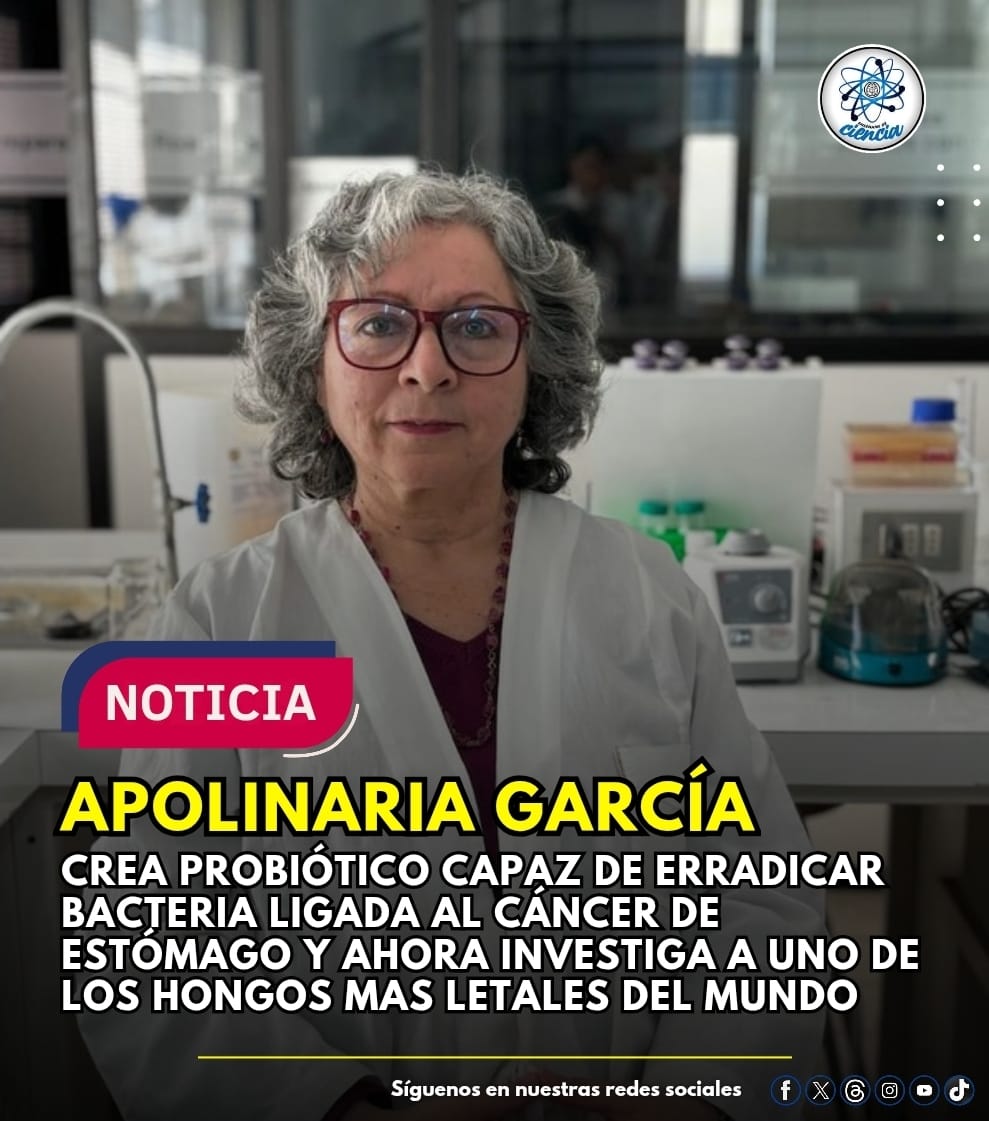 EnsedeCiencia's tweet photo. 🚨🇨🇱De acuerdo con información de la Universidad de Concepción, el probiótico creado por la científica Apolinaria García contribuye a prevenir la infección gastrointestinal provocada por la bacteria Helicobacter pylori. La cual es una de las principales causas de cáncer de estómago.

Esta bacteria se encuentra escondida en el 70% de la población, a menudo, sin que se den cuenta. La infección provocada por la bacteria ocasiona pequeñas úlceras en las mucosas intestinales, lo que, con el paso del tiempo y sin presentar síntomas la mayoría de las veces, se convierten en lesiones premalignas de cáncer gástrico.