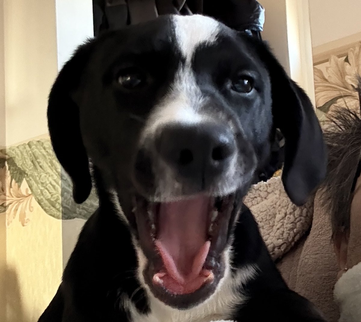 MerlinnotDesmo's tweet image. Hello everyone 👋🏻