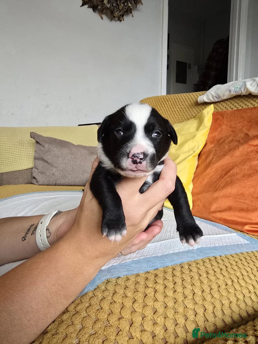 MerlinnotDesmo's tweet image. 5 months ago to now