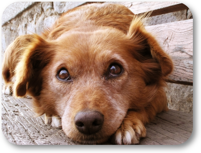 NoGaDogTraining's tweet photo. How do I Teach My Fearful Dog to Learn to Trust Strangers? A clear training plan and patience will break your dog’s “stranger danger”. #dogtraining #dogtrainer #homedogtraining #obediencetraining https://t.co/g1HrtKjhcH https://t.co/HEJPzufJyF