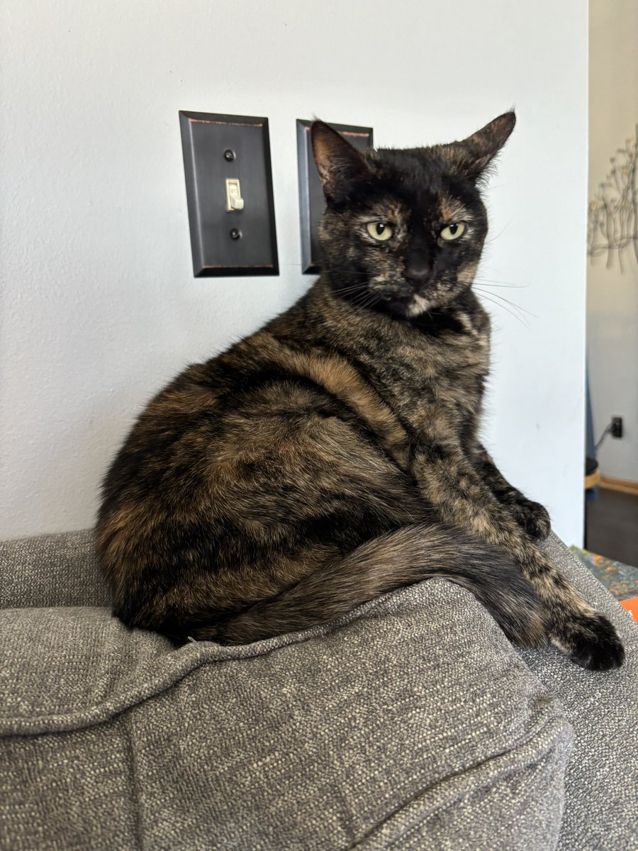 Little cat tweet media