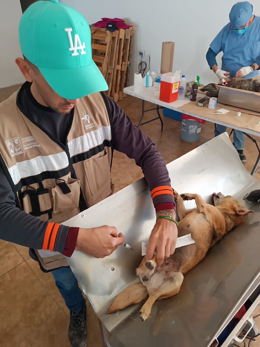 ds02caborca's tweet photo. Hoy viernes, personal de operación territorial del DS02 realizó Jornada de Esterilización y Vacunación Canina y Felina en el Municipio de Sáric, Sonora. https://t.co/yocu1VjN3o