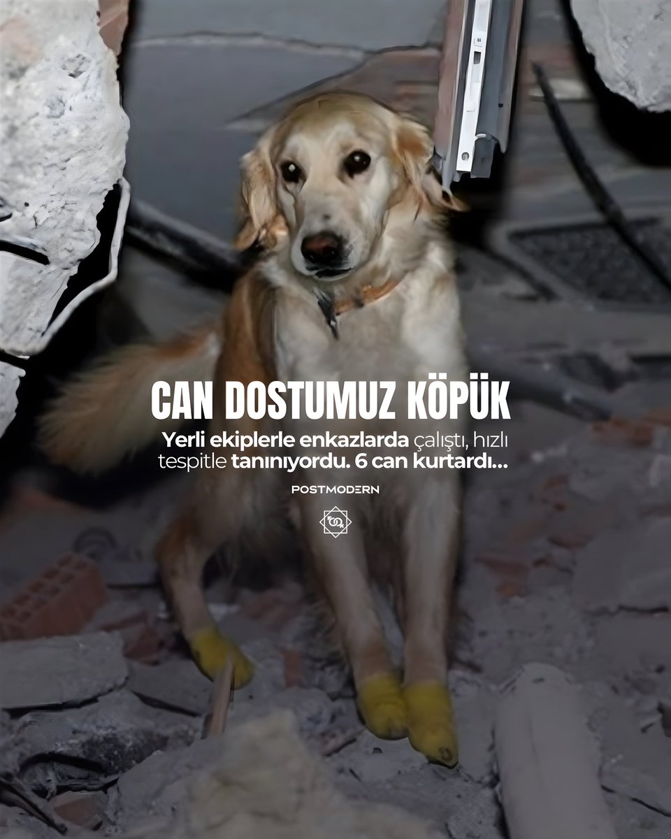 III — KÖPÜK • Yerli ekiplerle birlikte enkazlarda çalıştı. Hızlı tespitiyle tanınıyordu. 6 can kurtardı. Köpük’ü minnetle anıyoruz.#6Şubat2023