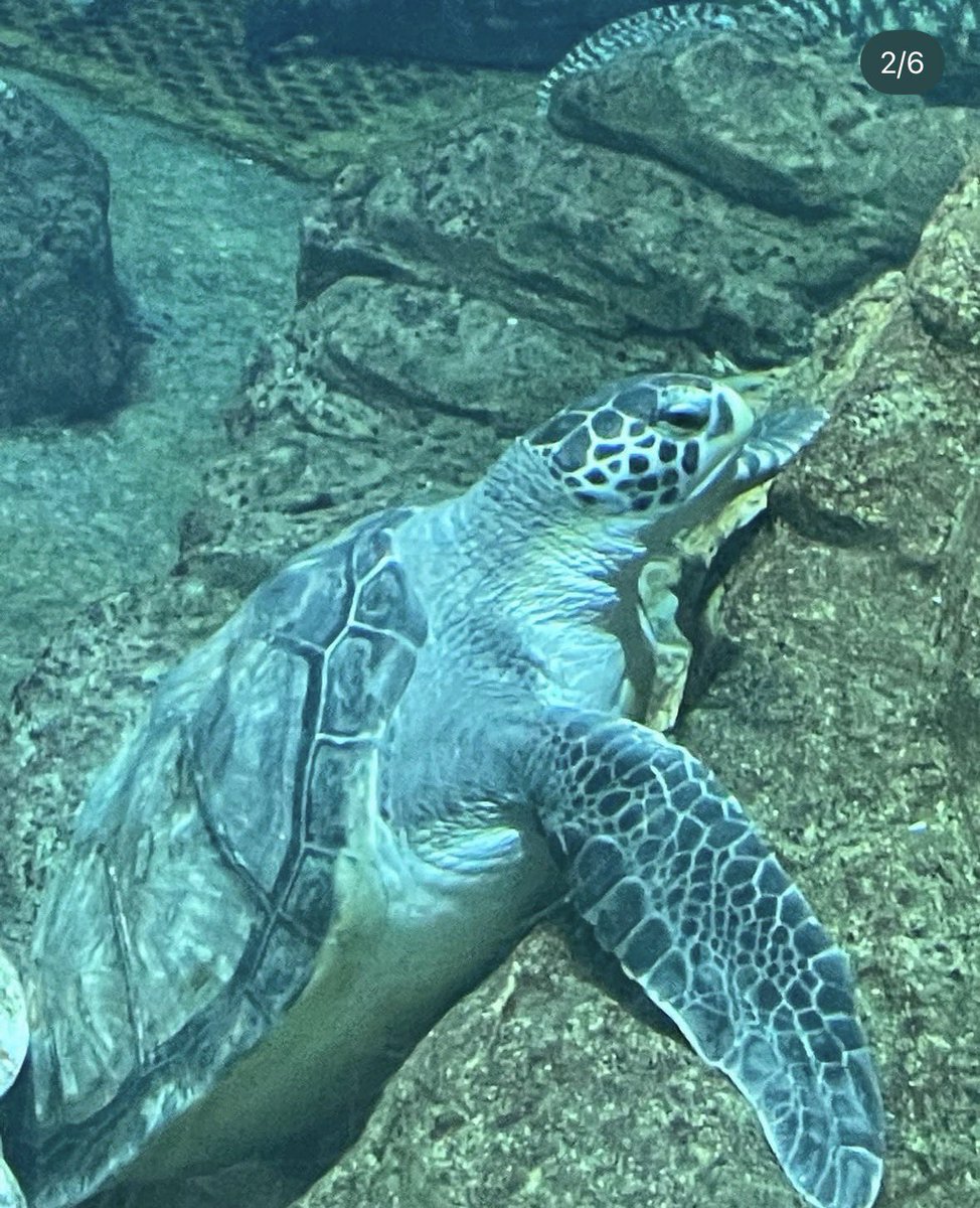 amawaka09's tweet photo. 水族館いきたい°･🐠 https://t.co/JBmfCkoo26