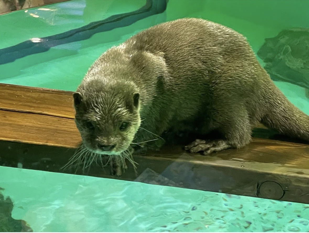 amawaka09's tweet photo. 水族館いきたい°･🐠 https://t.co/JBmfCkoo26