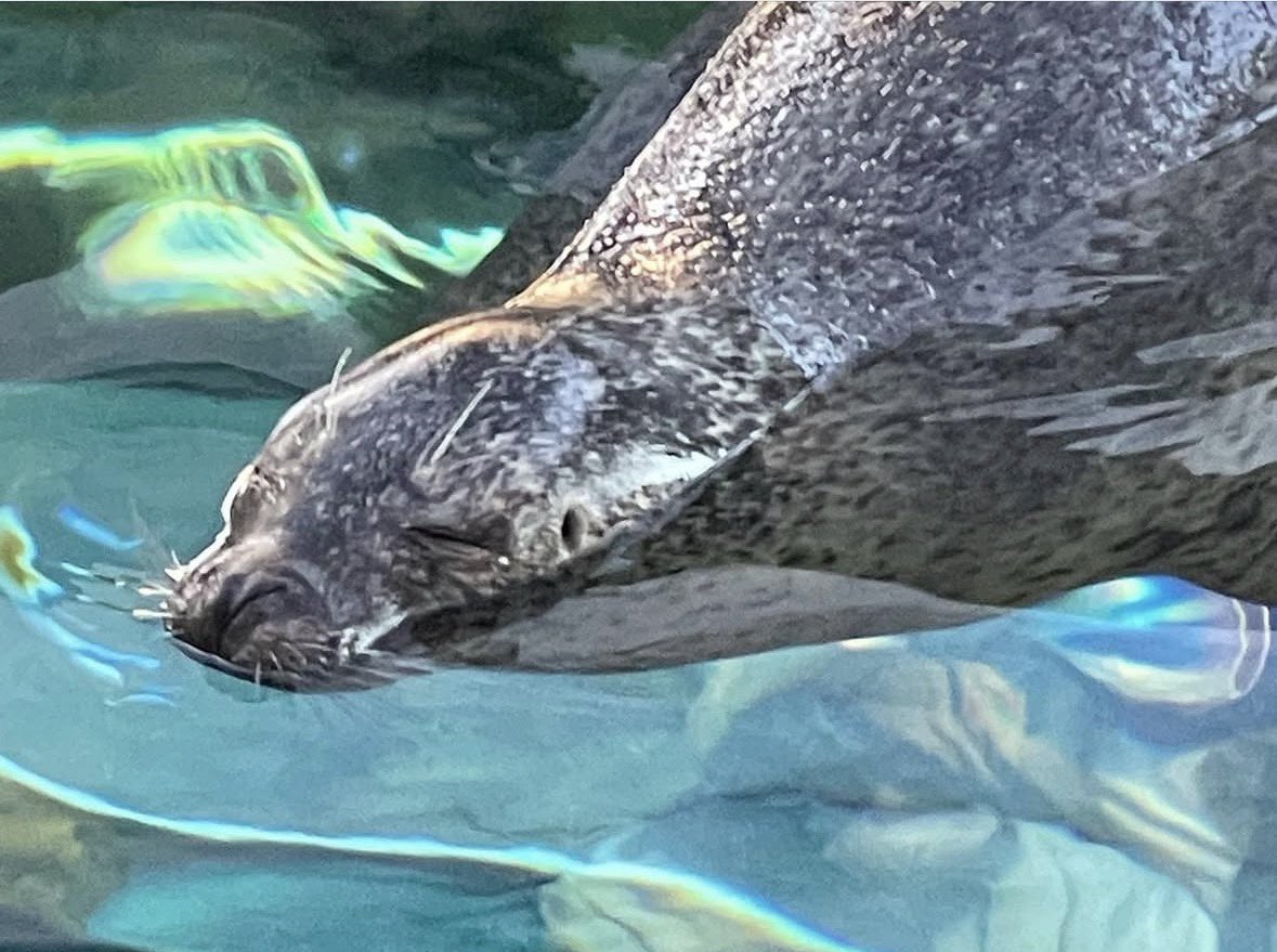 amawaka09's tweet photo. 水族館いきたい°･🐠 https://t.co/JBmfCkoo26