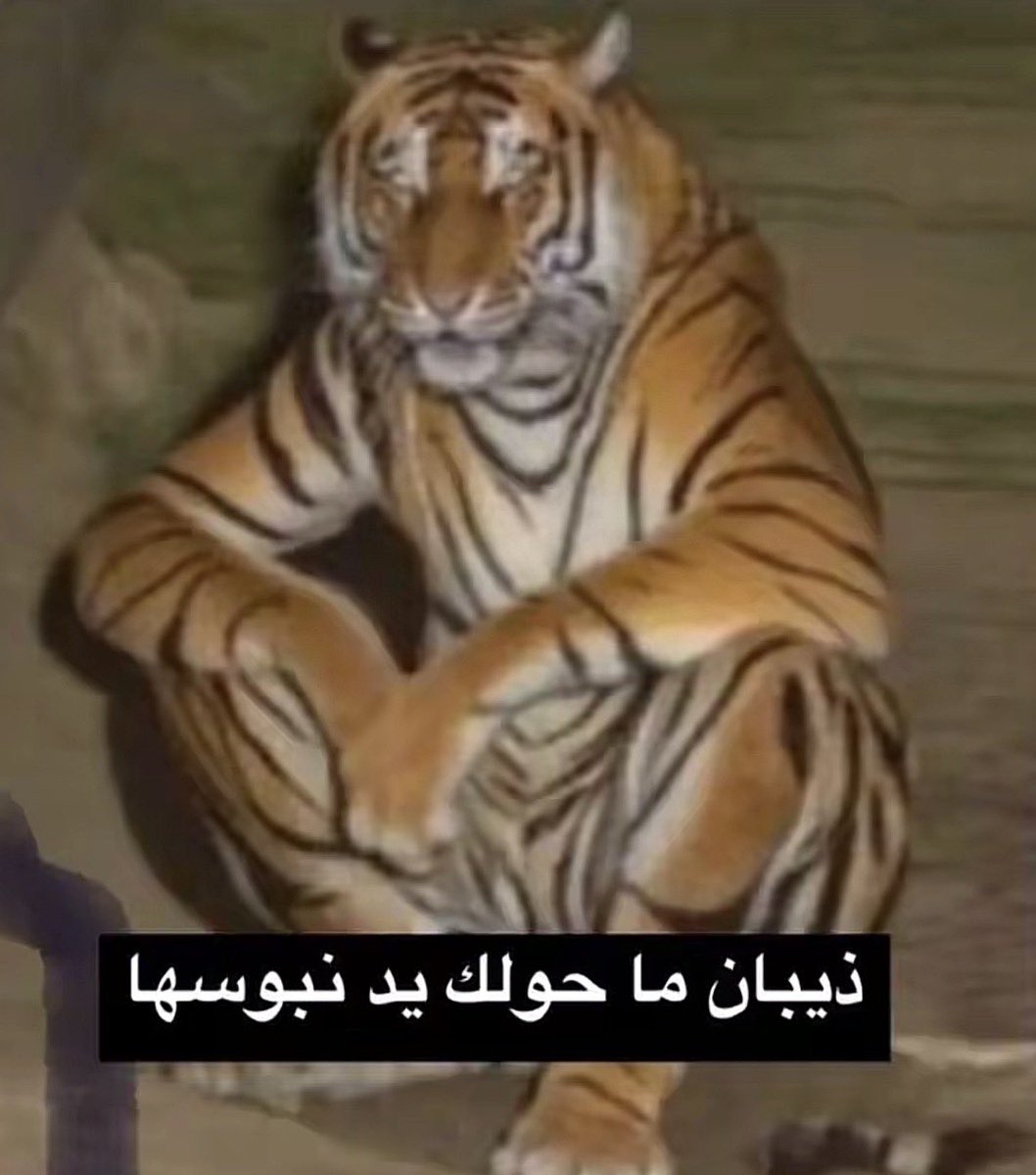 تشيلاوي tweet media