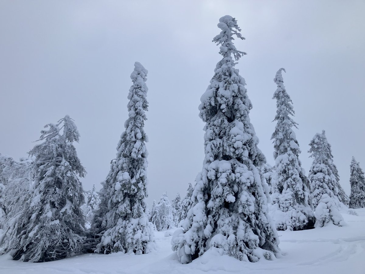 Mathieu Orphanides tweet media