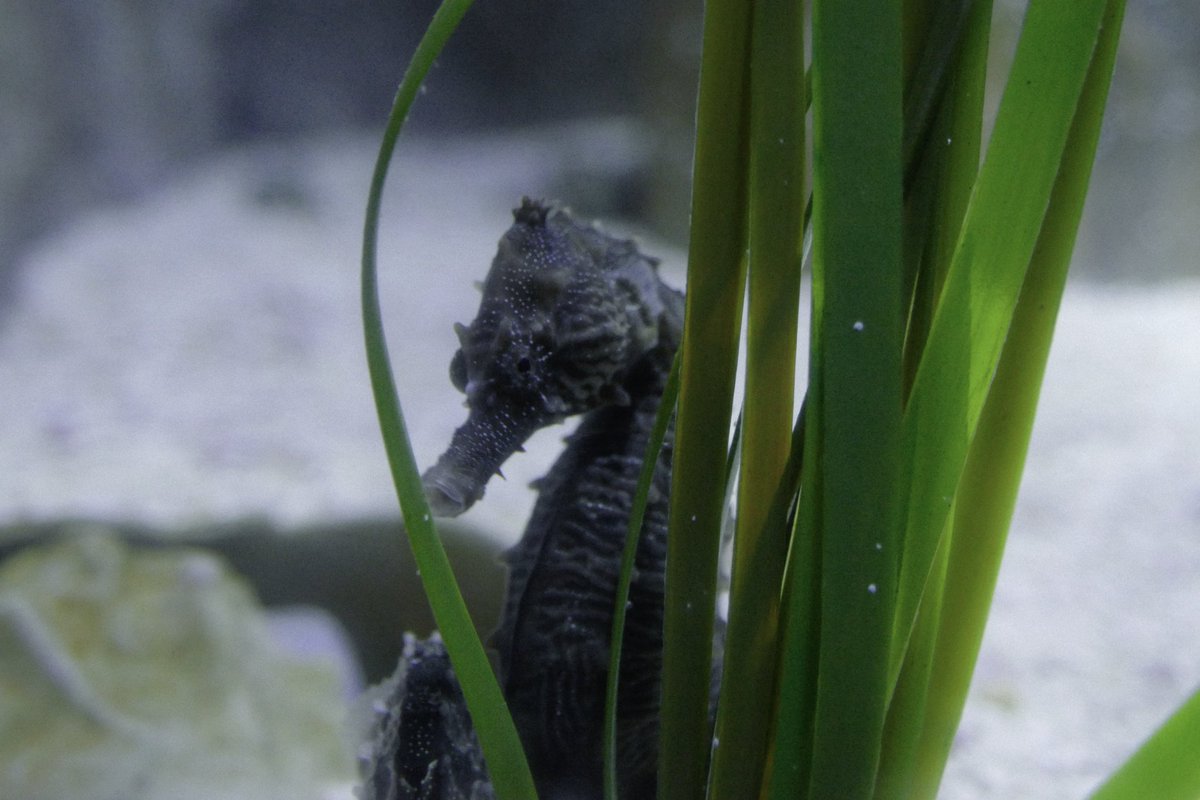 ofthewhales's tweet photo. new digi cam + aquarium 📷🫧 https://t.co/jiX2tkIzFY