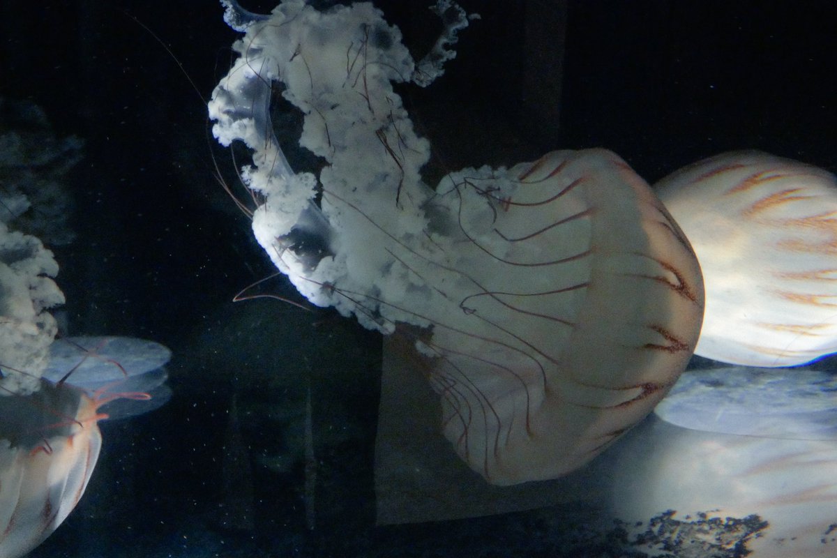 ofthewhales's tweet photo. new digi cam + aquarium 📷🫧 https://t.co/jiX2tkIzFY
