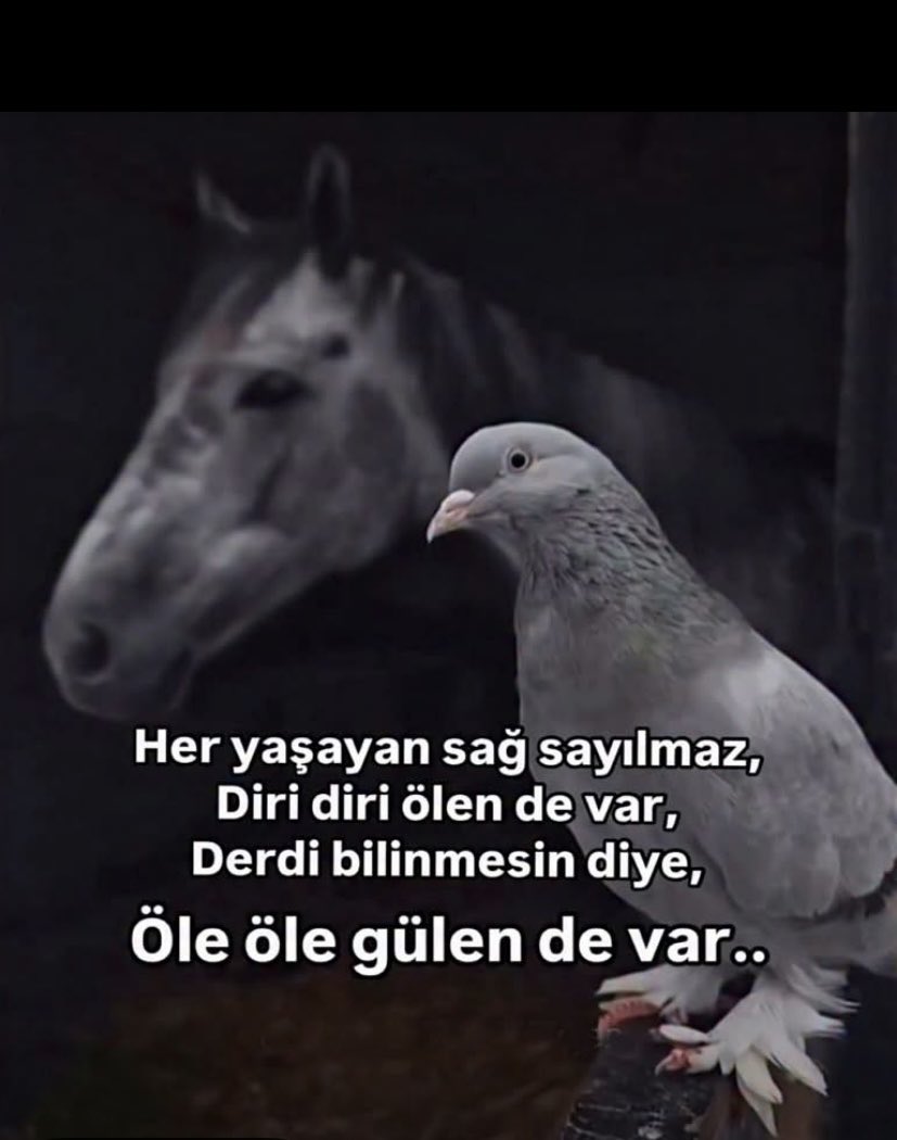 CevatKalpakoglu's tweet photo. https://t.co/Aeo1XqdmN4