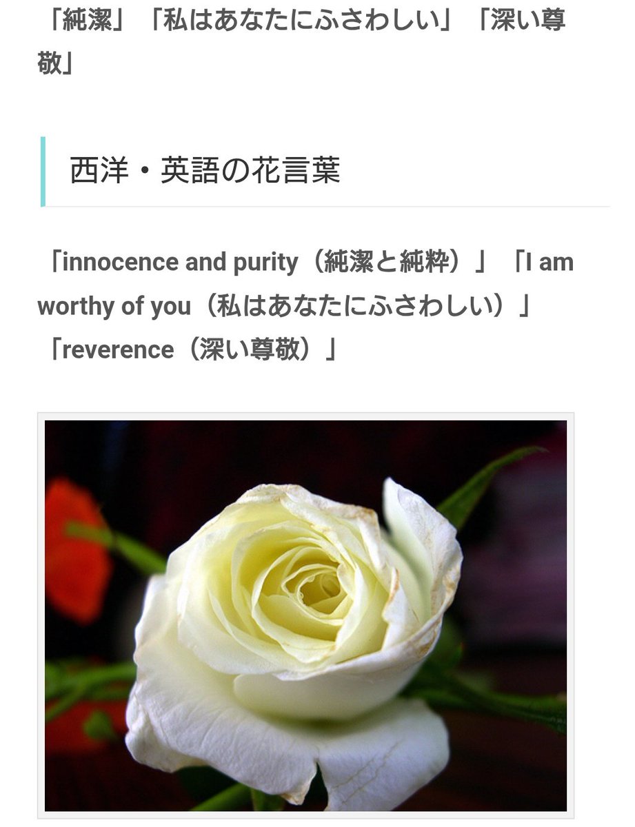 白薔薇だったとしたら、
どう転んでも花言葉が🍎への矢印に結びついてしまうぞ、私の脳内。