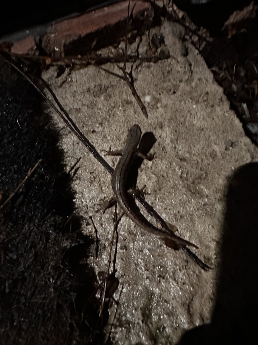 First newt of the year