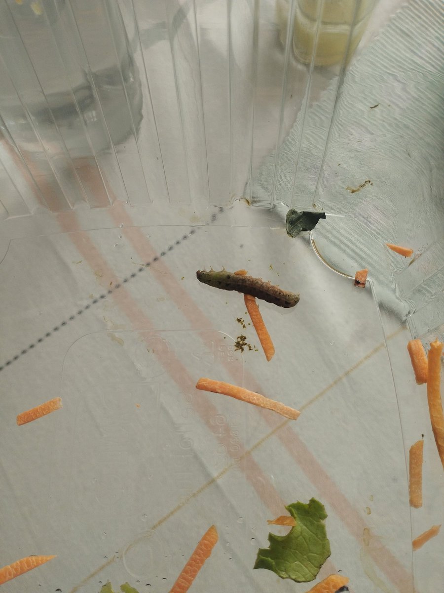 Dan(iii) Zamora 💚 tweet media