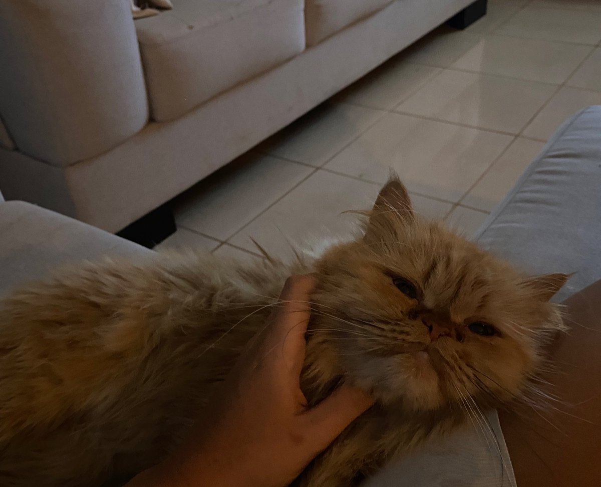 everminors's tweet image. everminors fora do twitter