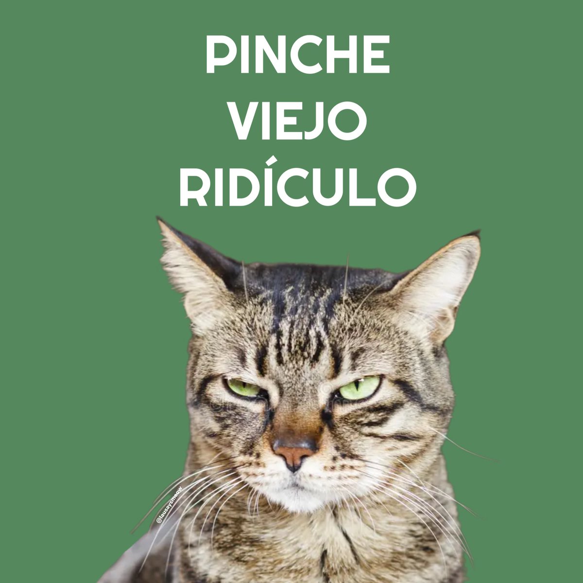 Gatitos groseros, pero sinceros. 💁🏻‍♀️💁🏻‍♂️