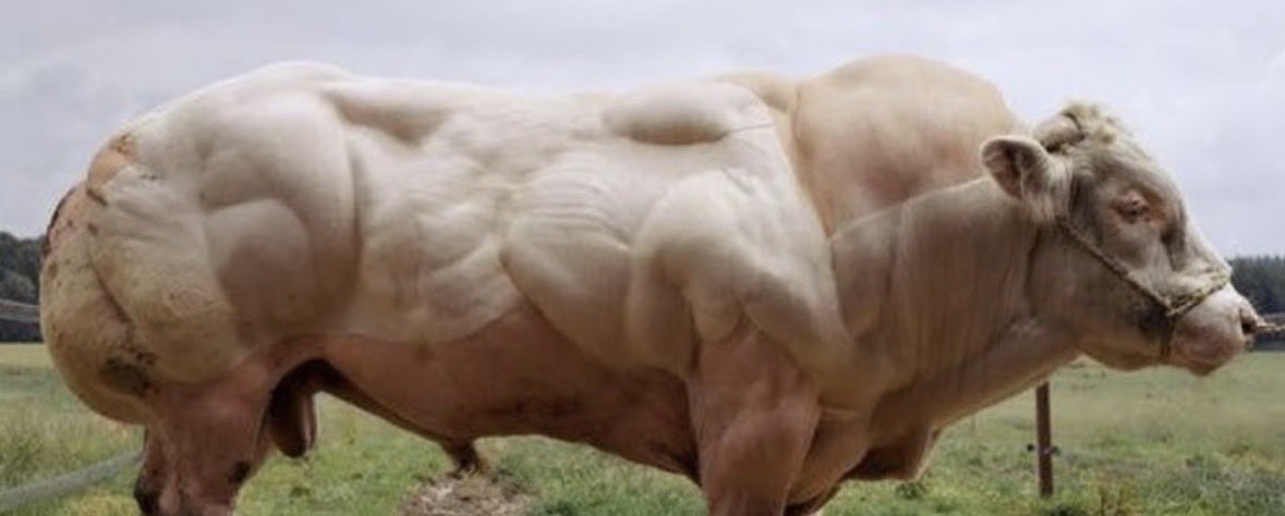 Yonuts710's tweet photo. @SIDHISADILADKI @grok Looks like a belgian cow https://t.co/bJtfqKC8no