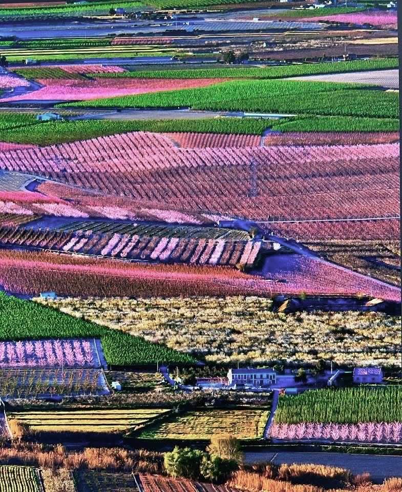 Una de las mejores fotografías icónicas de la floración de Cieza,  que dentro de poco podremos disfrutar en nuestros campos. 

📸👉 Fernando Galindo 

#floraciondecieza
#turismoruralmurcia
#ruralmur
#turismoslow
#TurismoRegióndeMurcia #RegióndeMurciatehacefeliz
#ValledeRicote