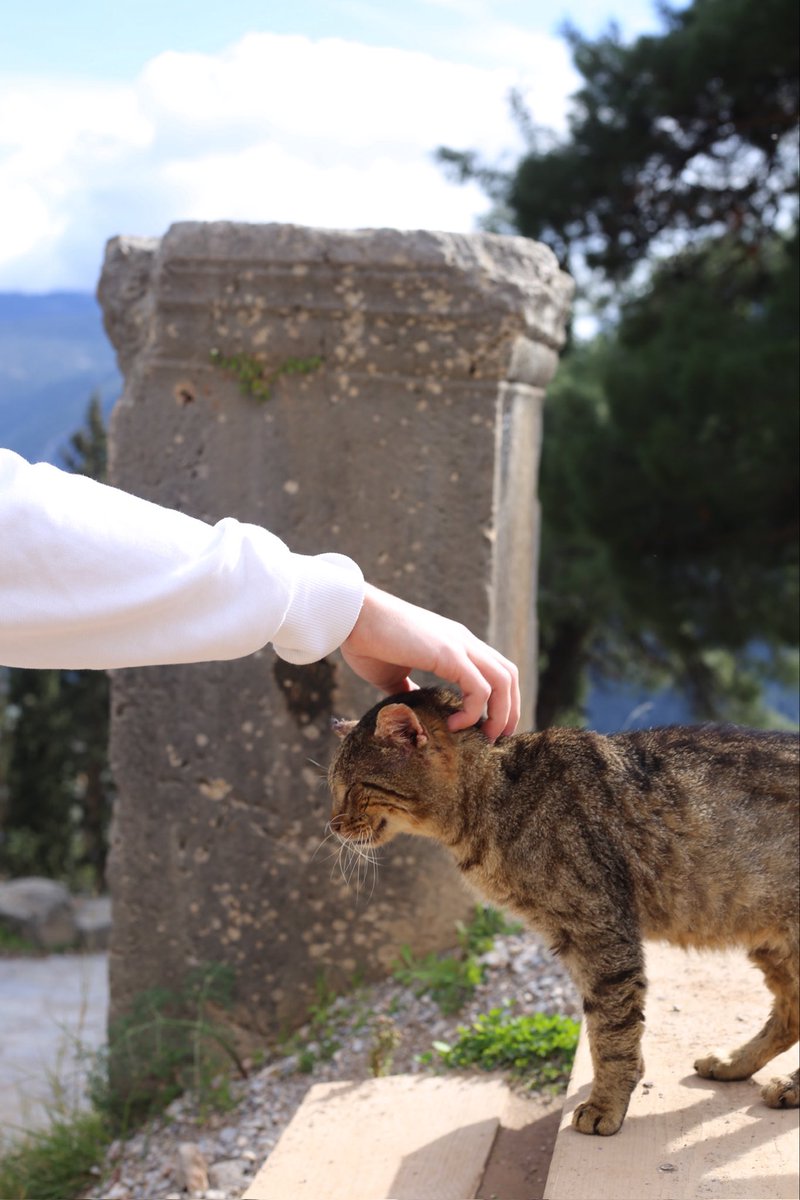 Tyler Bowman tweet media