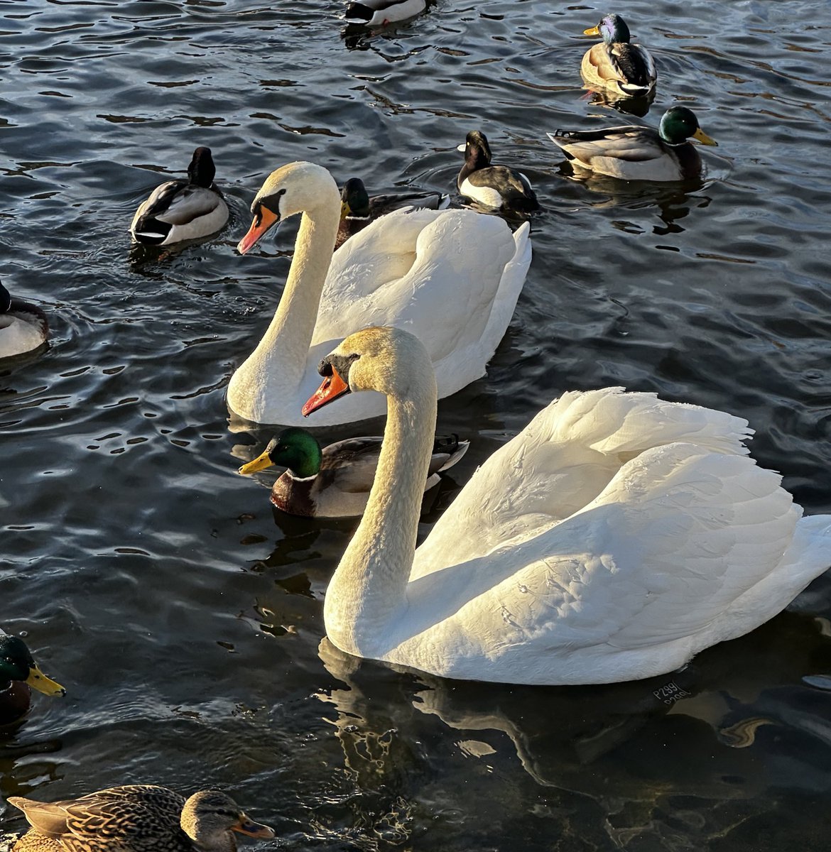 aibu🪴 tweet media