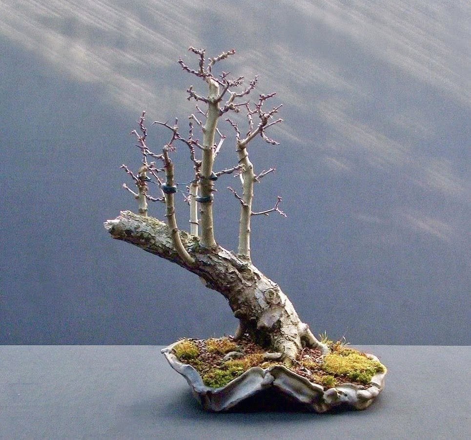 Chef Bonsaidemic: CEO of Bitcorn tweet media