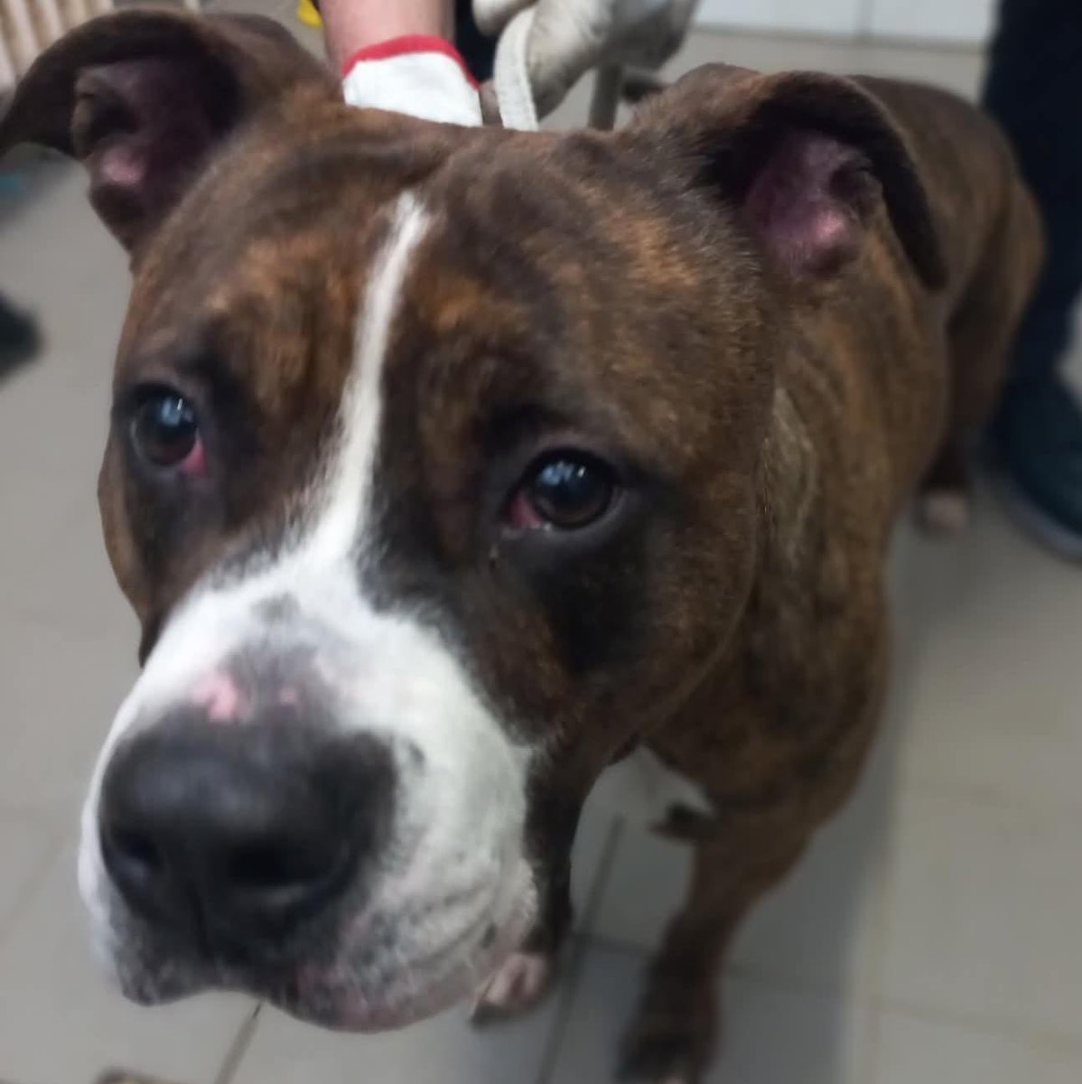 Amanda cerca casa!

Simpatica pittbull di neanche un anno, dopo essere stata abbandonata, cerca una famiglia che la accolga con responsabilità e amore, così da farla sentire la benvoluta.

Info: contattate telefonicamente o con WhatsApp Patrizia di LAV Trieste allo 3385933056.