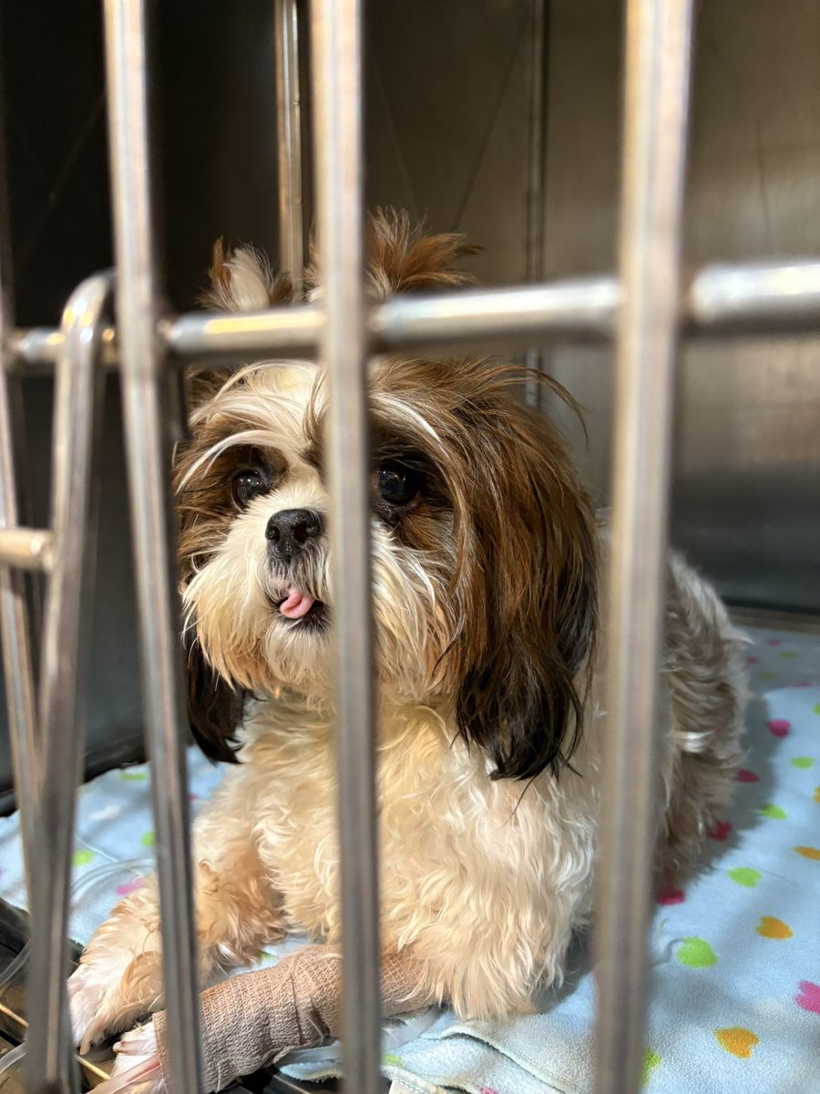 FALLOUTAMY tweet media