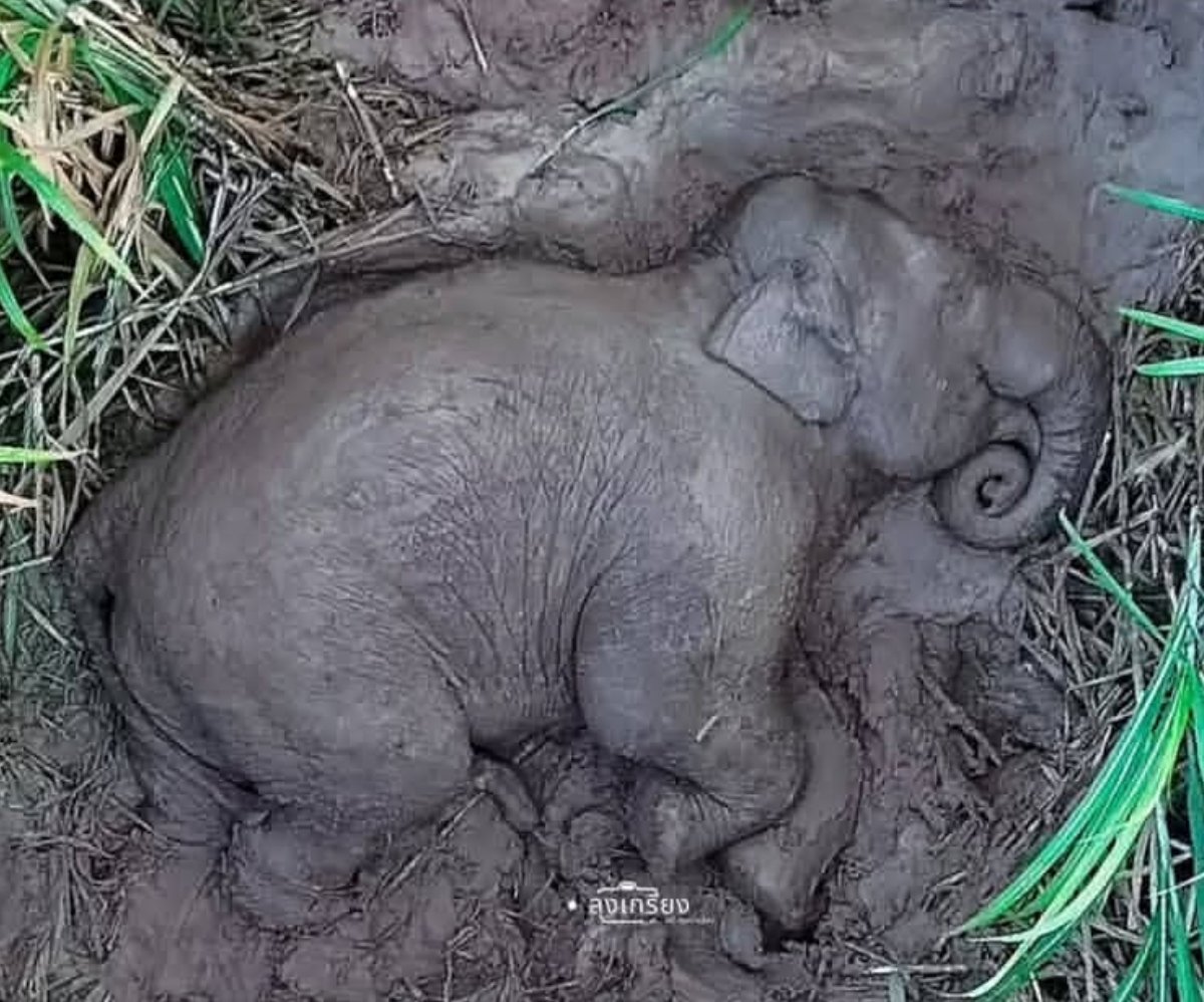 ป่า เป็นบ้านของสัตว์ป่ามาเนิ่นนาน
พวกเขาใช้ชีวิต กิน เล่น นอน เติบโต
มีรอยเท้า ประทับไว้เต็มไปหมด
มนุษย์ เองที่บุกรุกบ้านของพวกเขา
สุดท้าย มนุษย์ก็ร่วมมือกันพรากชีวิตเขา
มันยุติธรรมแล้วหรือ? 
ขอให้ผู้ร่วมกระทำต้องชดใช้กรรม ตายตกไปตามกัน
#สีดอหูพับ