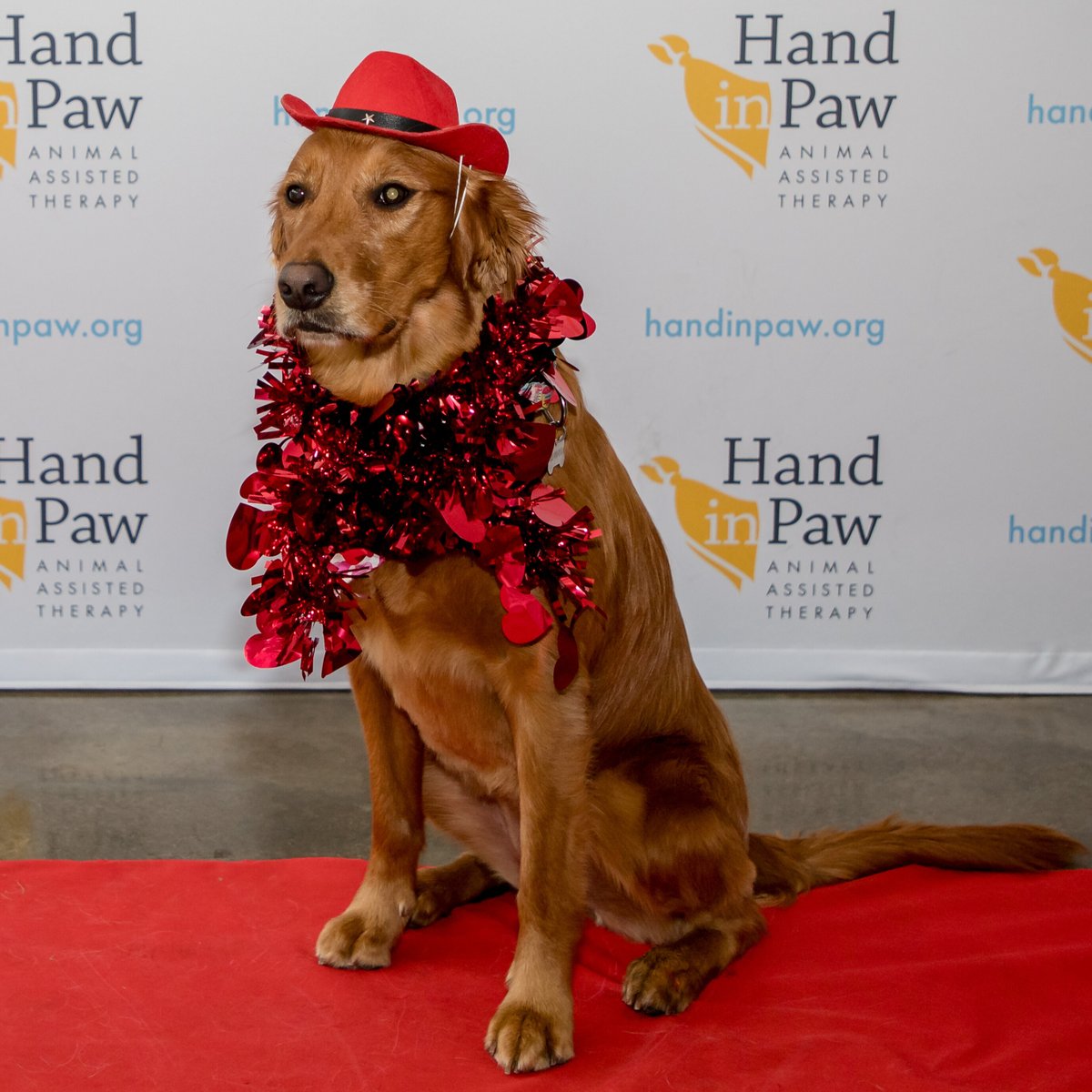 Hand in Paw tweet media