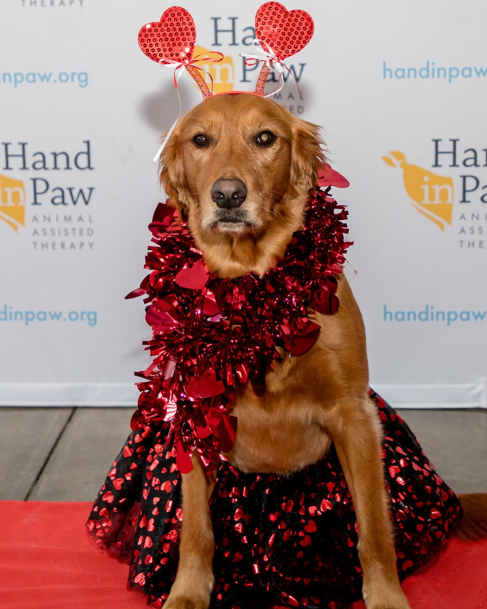 Hand in Paw tweet media