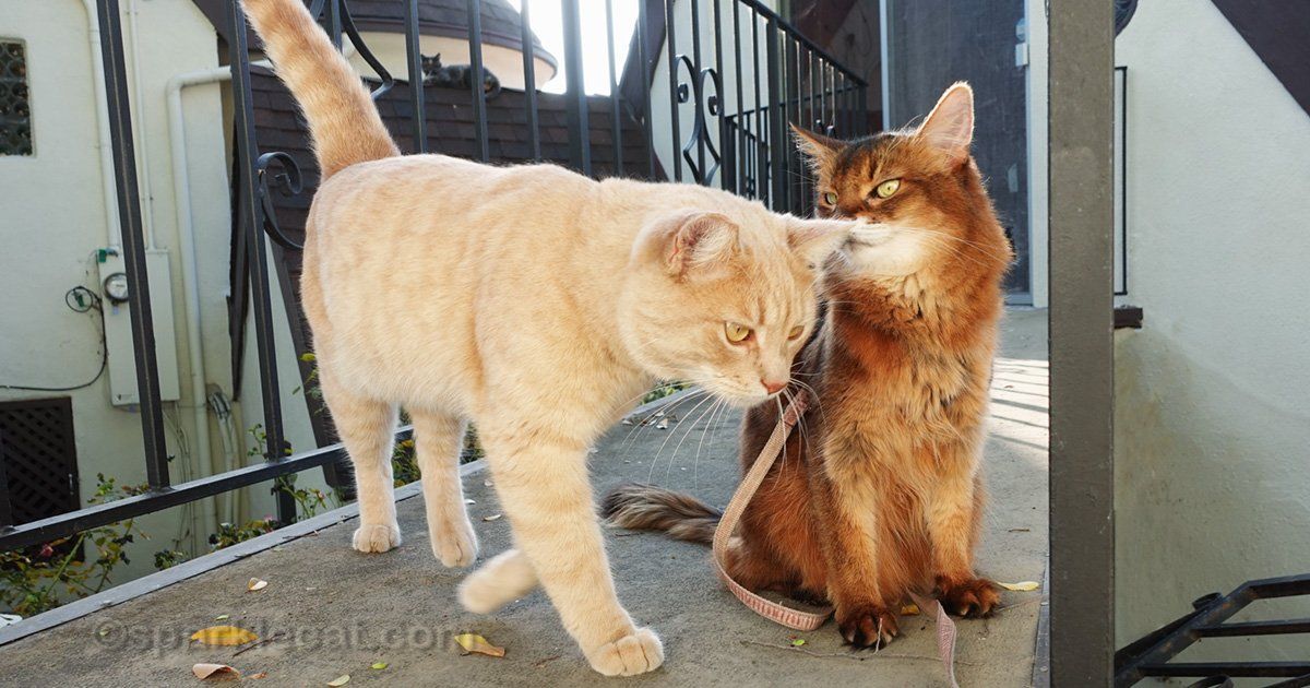 sparklecat's tweet photo. My human was hoping to get some cute couples photos of me and the peach kitty! Well, she didn't get anything cute, but she did get photos. See the rest of them here: https://t.co/eNBoOuTLW8 #catphotos #catfriends https://t.co/ol5GUC3vFA