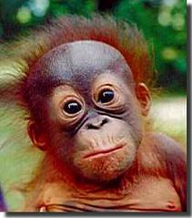 He's having a bad hair day!  Have a great weekend everyone!  From the Bamboo team.