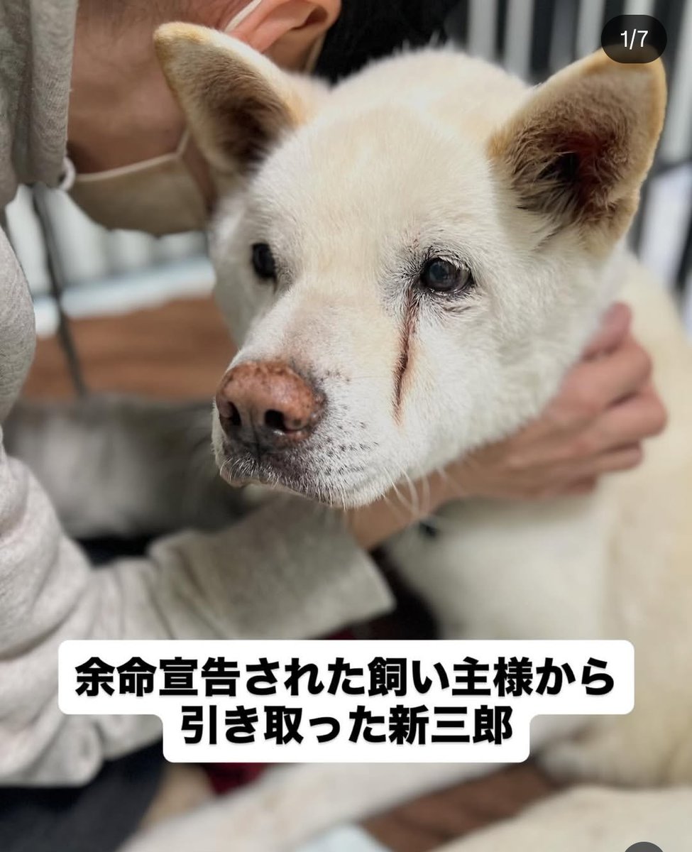 動物愛護団体 縁-en- tweet media