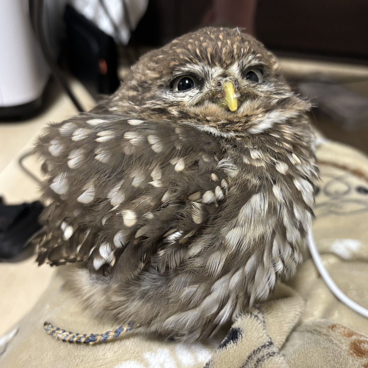 hamy_kokinme's tweet photo. ママの足の上でねむねむぼっふんな坊や https://t.co/ZtrMrDE4ix