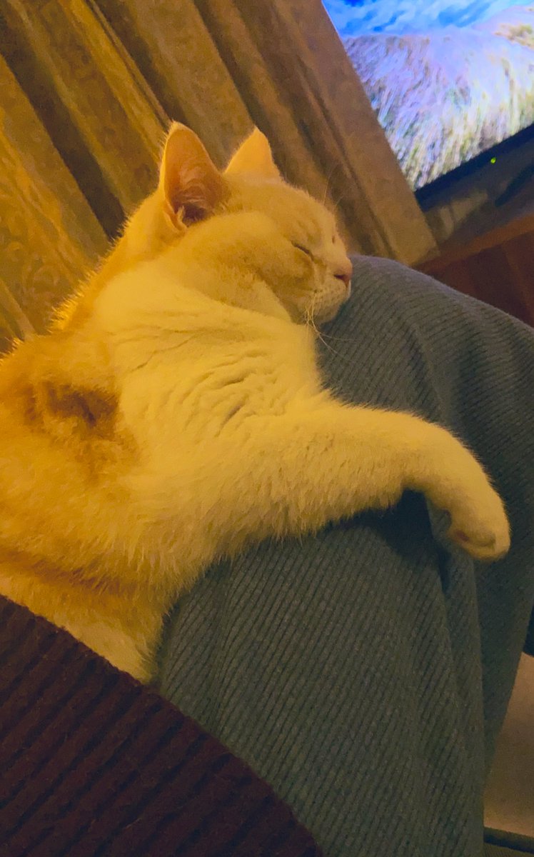 ten_cat_boy's tweet photo. 2人でくつろぐしあわせ時間🌙
#猫のいる暮らし https://t.co/9k4kPNVyC9