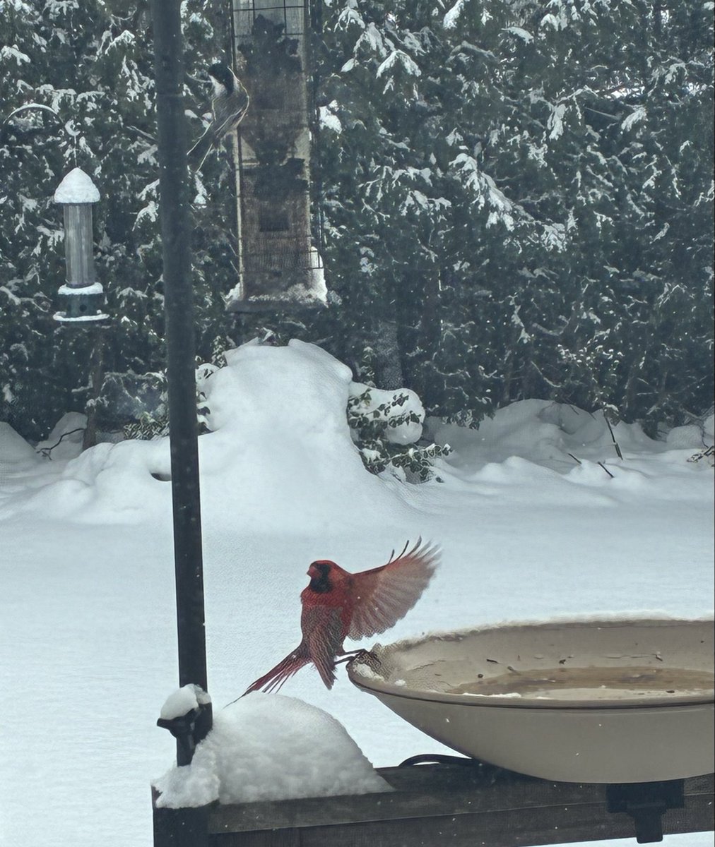 matthoworth's tweet photo. Winter in Toronto🤘 🇨🇦❄️ #ShotOniPhone
#BirdPhotography #NaturePhotography https://t.co/La18T25m2z
