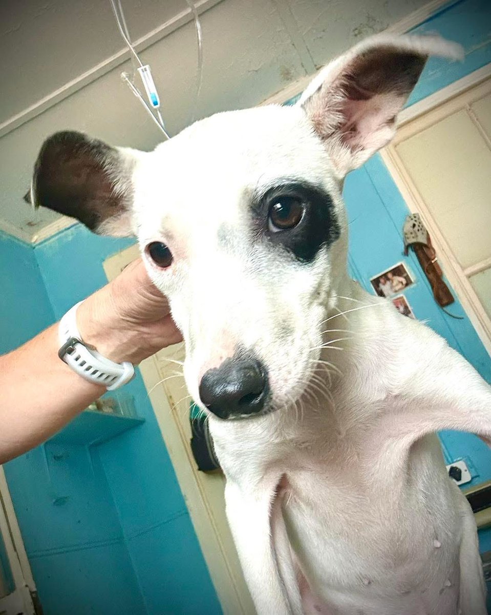 CLAW_Adoptions's tweet photo. Sadly Little Dottie was surrendered as her owners could not look after her anymore….

This sweetheart is looking for a family that will give her the start she didn’t get originally…. 

Dottie is around 3 months old and will be roughly medium size when fully grown. https://t.co/9MeqjQAVZr