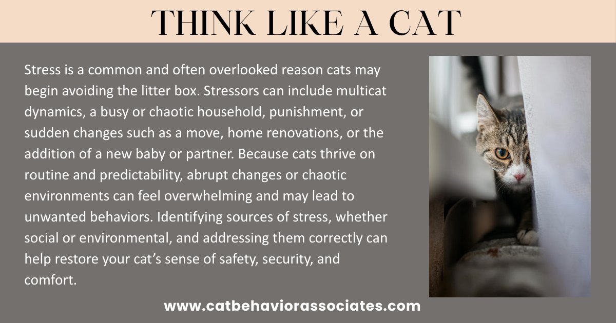 Ever wonder why a perfectly healthy cat suddenly stops using the litter box? One often-missed culprit is stress. Even small changes in your cat’s world can have a big impact on behavior.