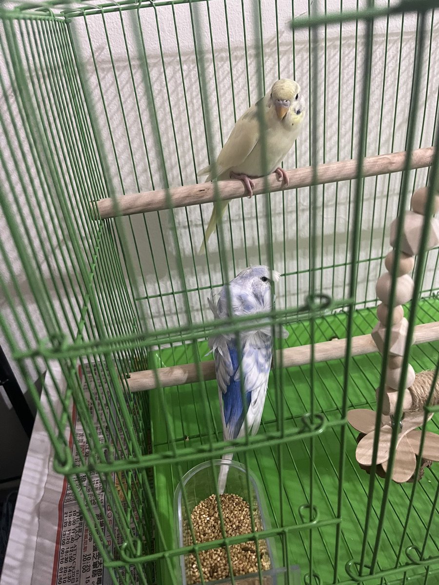ShiagShiang0806's tweet photo. 今天去鳥街買了兩隻小鳥鳥
好開心
療癒～ https://t.co/UrAE4StHuY