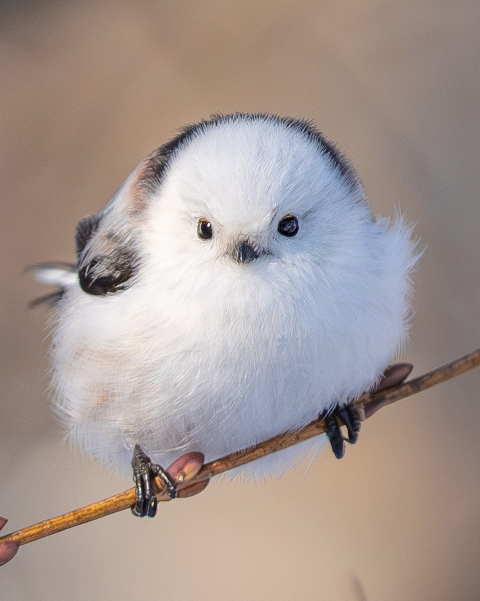 ふんわりシマエナガです
