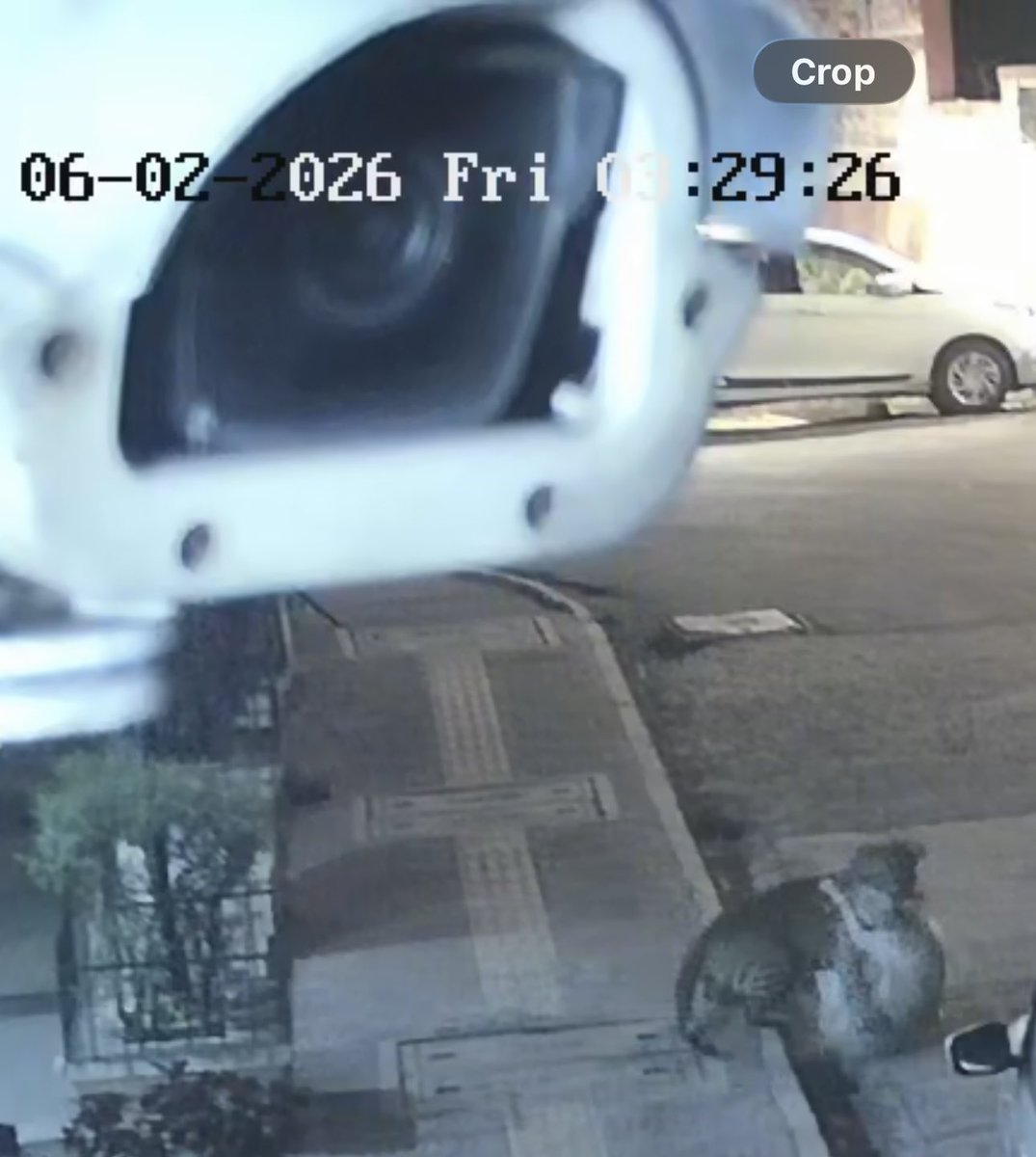 GalOutOfControl's tweet photo. Spotted last night below my building (front lane) at 3:30 am 🐆 #dogdinner https://t.co/4sunkAu6kV