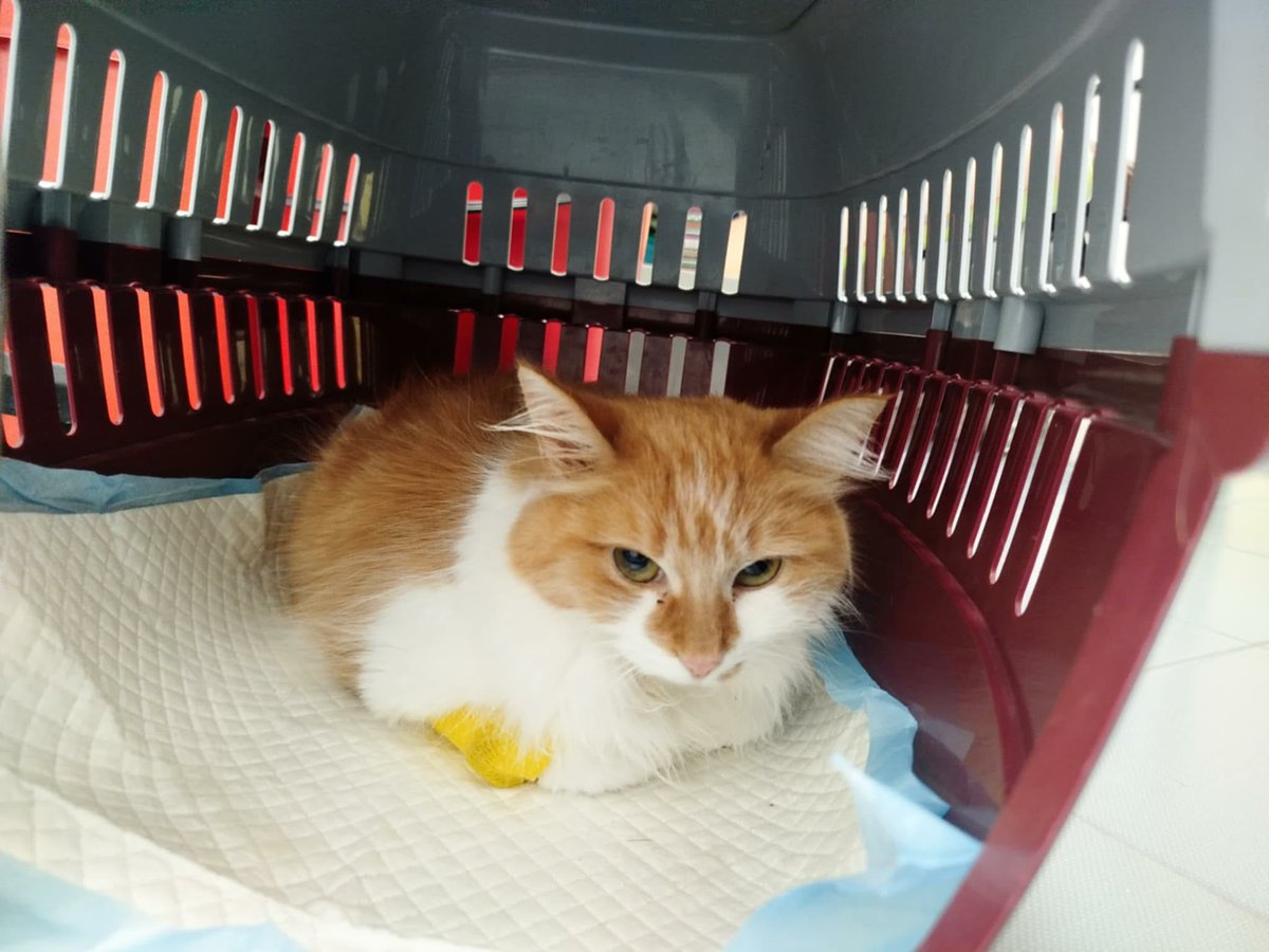 Brakuje środków na leki, od których zależy życie tej kotki!

Liczy się każda złotówka, jeśli nie możesz wpłacić, proszę „podaj dalej”!

Była bezdomna. Pokonała panleukopenię. Znalazła dom.
Kiedy choroba wróciła, została oddana.

Teraz walczy z FIP.

pomagam.pl/dlaarizony