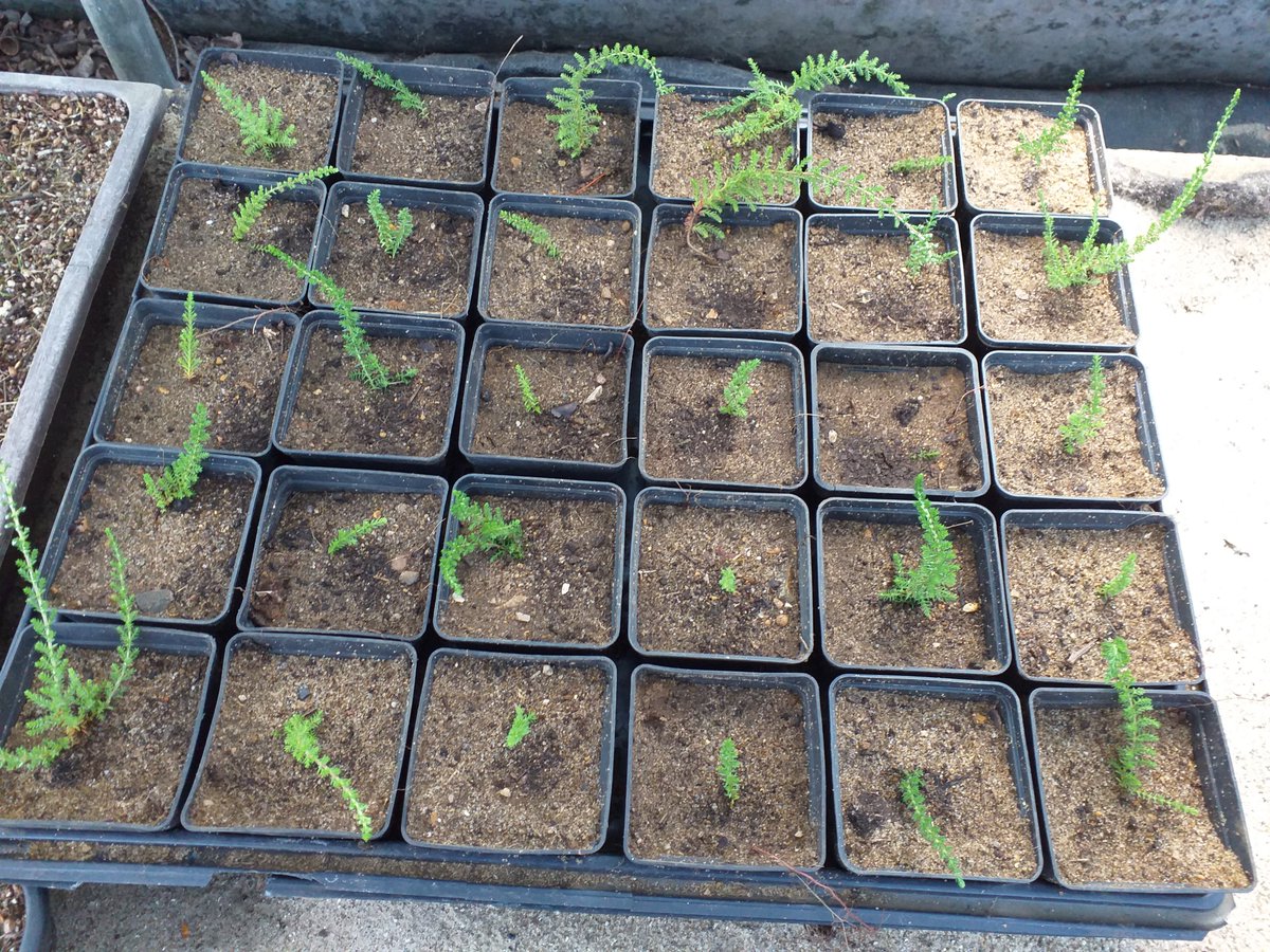 Ipswich golf club ecology page tweet media