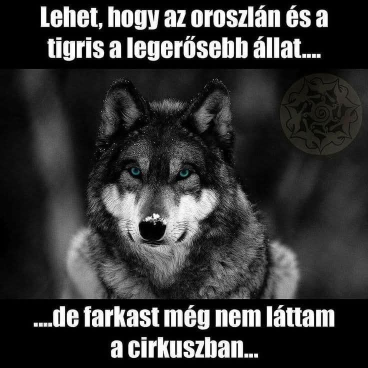 Toth Bandi tweet media